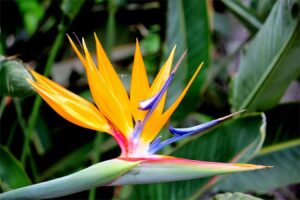 推荐几种花海种植耐阴的花卉种子-瀚阳绿化