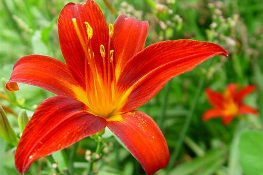 红花是几月份播种-瀚阳绿化