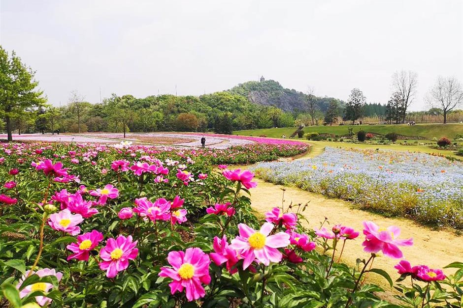 花卉种子从种下到开花要多久-瀚阳绿化