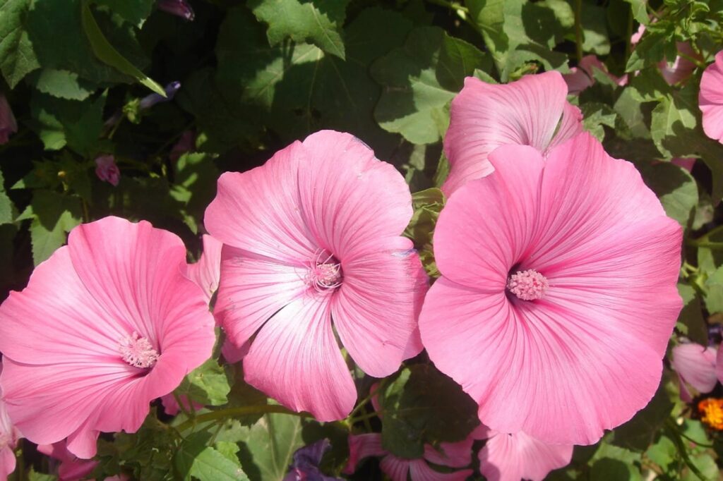 花葵的价格 图片和种植方法-瀚阳绿化