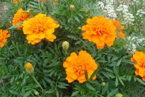 10种适合黄色景观花海的花卉-瀚阳绿化