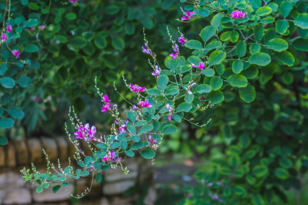 【小灌木种子】园林绿化 荒山复绿 护坡工程中常用的种子繁殖的小灌木-瀚阳绿化