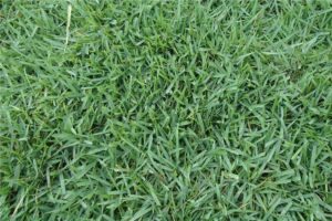 结缕草种子-瀚阳绿化