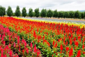 花海种植鸡冠花 鸡冠花种子 鸡冠花的种植方法-瀚阳绿化