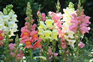 金鱼草什么时候播种?金鱼草播种季节-瀚阳绿化