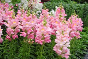 什么花适合种在学校花坛里？-瀚阳绿化