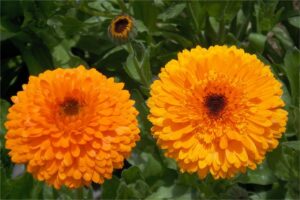 金盏菊种不好?瀚阳绿化技术员教您怎么种-瀚阳绿化