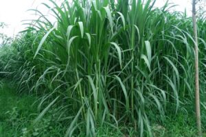 种甜象草还是巨菌草?【专家来帮忙】-瀚阳绿化