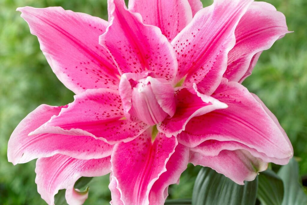 春天适合种植什么花-瀚阳绿化