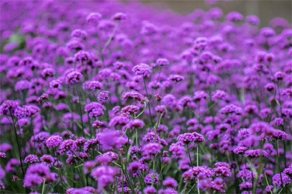 马鞭草柳叶马鞭草种植方法-瀚阳绿化