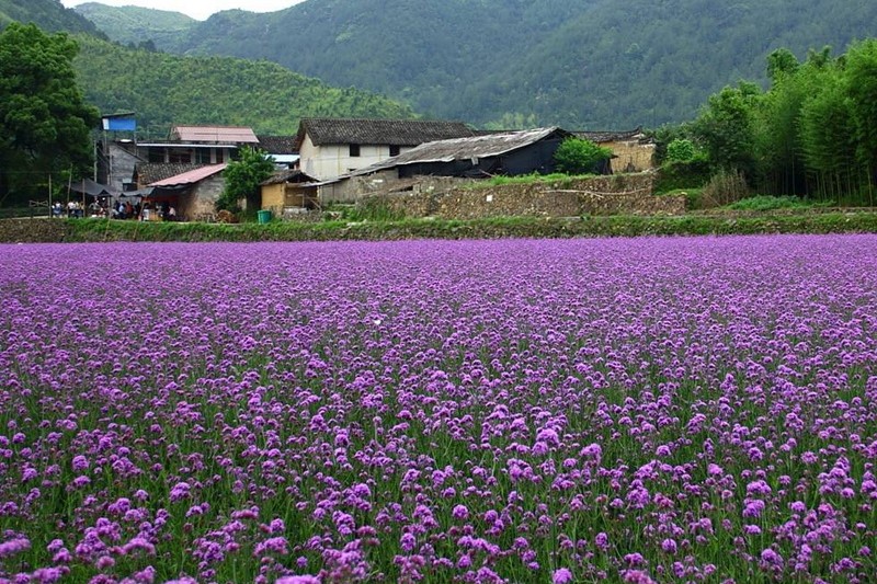 阔叶马鞭草种子价格和种植方法-瀚阳绿化
