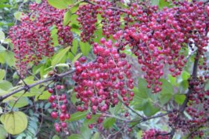 马桑种子-瀚阳绿化