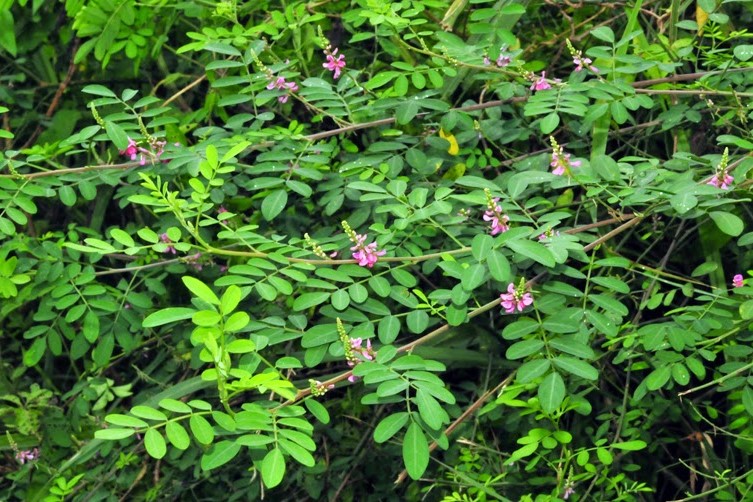 【小灌木种子】园林绿化 荒山复绿 护坡工程中常用的种子繁殖的小灌木-瀚阳绿化