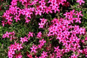 2024年矮雪轮种子报价 矮雪轮种子多少钱一斤？-瀚阳绿化