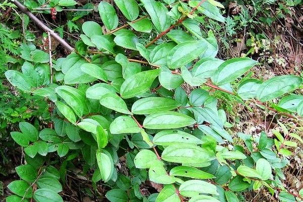 【小灌木种子】园林绿化 荒山复绿 护坡工程中常用的种子繁殖的小灌木-瀚阳绿化