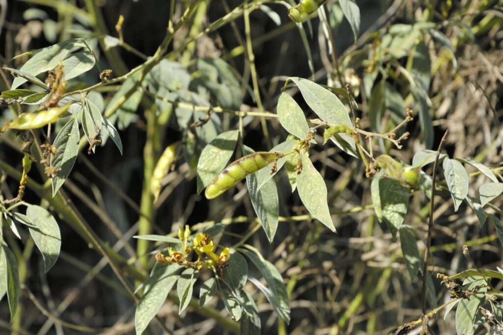 【小灌木种子】园林绿化 荒山复绿 护坡工程中常用的种子繁殖的小灌木-瀚阳绿化