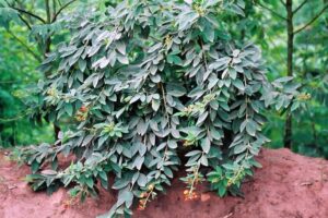 木豆种子-瀚阳绿化