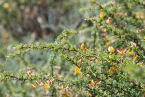 柠条种子-瀚阳绿化