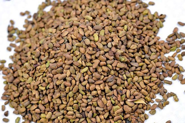 柠条种籽-瀚阳绿化