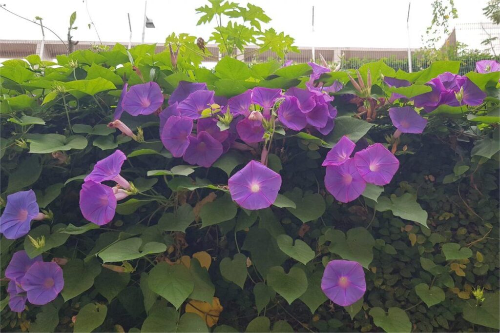 牵牛花-瀚阳绿化