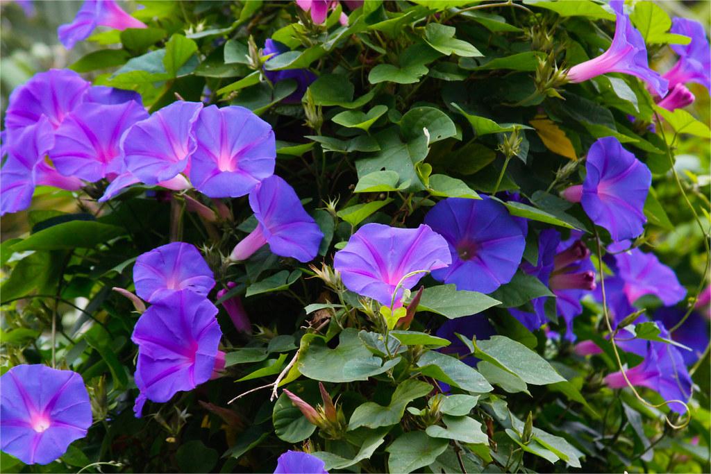 牵牛花-瀚阳绿化