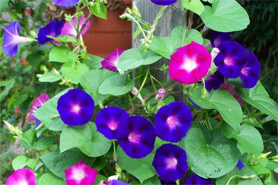 牵牛花-瀚阳绿化