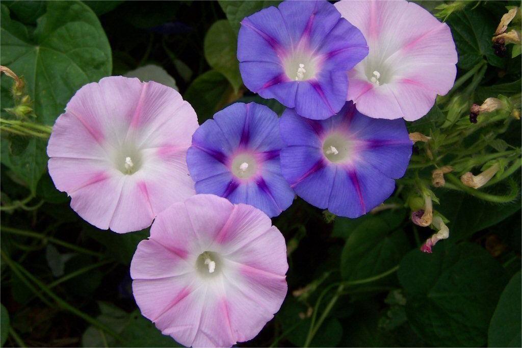 牵牛花-瀚阳绿化