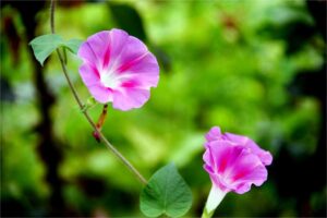 牵牛花种子-瀚阳绿化