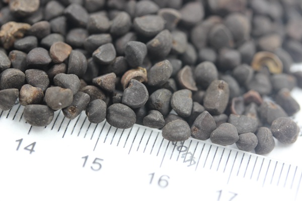 牵牛花种籽-瀚阳绿化