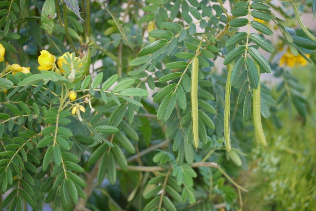【小灌木种子】园林绿化 荒山复绿 护坡工程中常用的种子繁殖的小灌木-瀚阳绿化