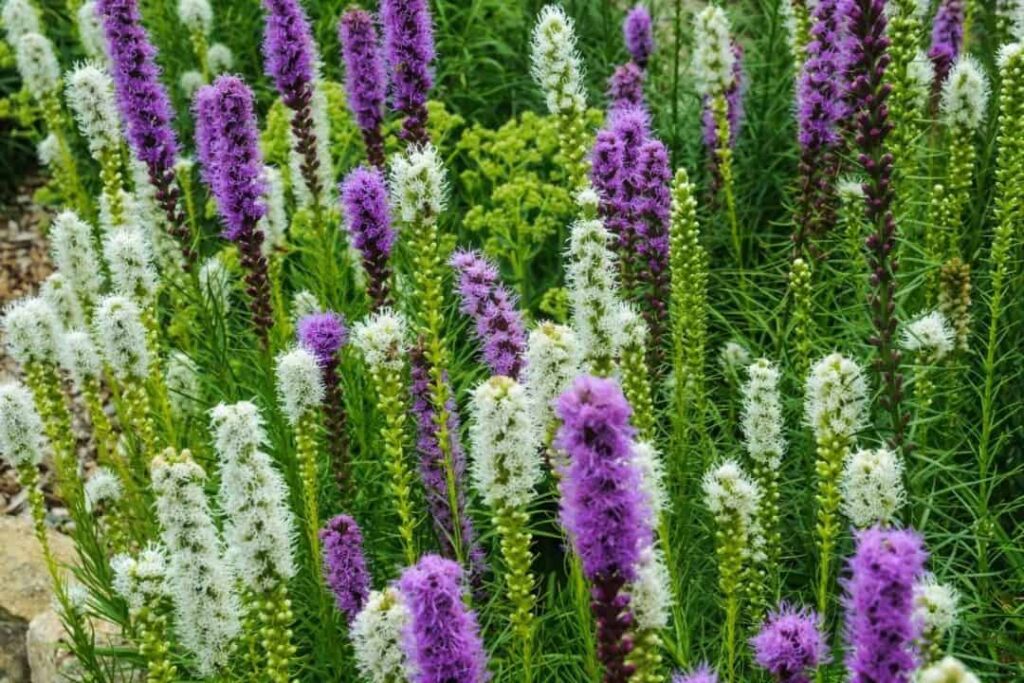 花海景观造景之蛇鞭菊 蛇鞭菊种子介绍 蛇鞭菊种植方法-瀚阳绿化