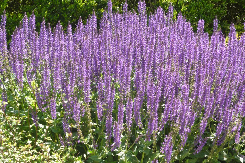适合4-5月种植的花卉有哪些-瀚阳绿化