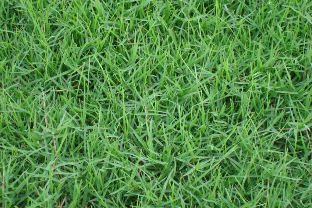 狗牙根草籽什么时候种植-瀚阳绿化