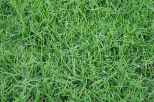 狗牙根草籽什么时候种植？-瀚阳绿化