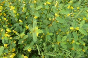 田菁种子-瀚阳绿化