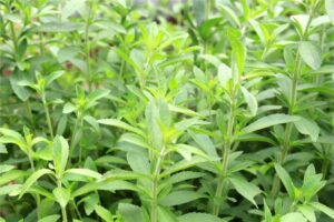 甜叶菊的种植方法-瀚阳绿化