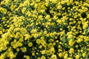 茼蒿菊种子什么时候播种? 茼蒿菊的播种季节-瀚阳绿化