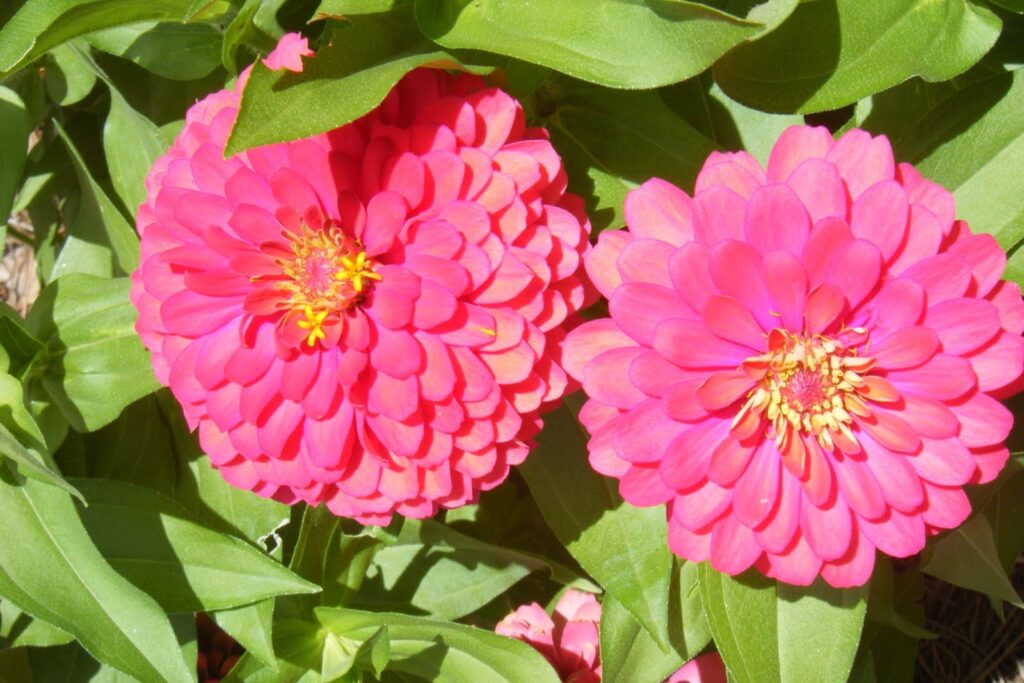 适合4-5月种植的花卉有哪些-瀚阳绿化