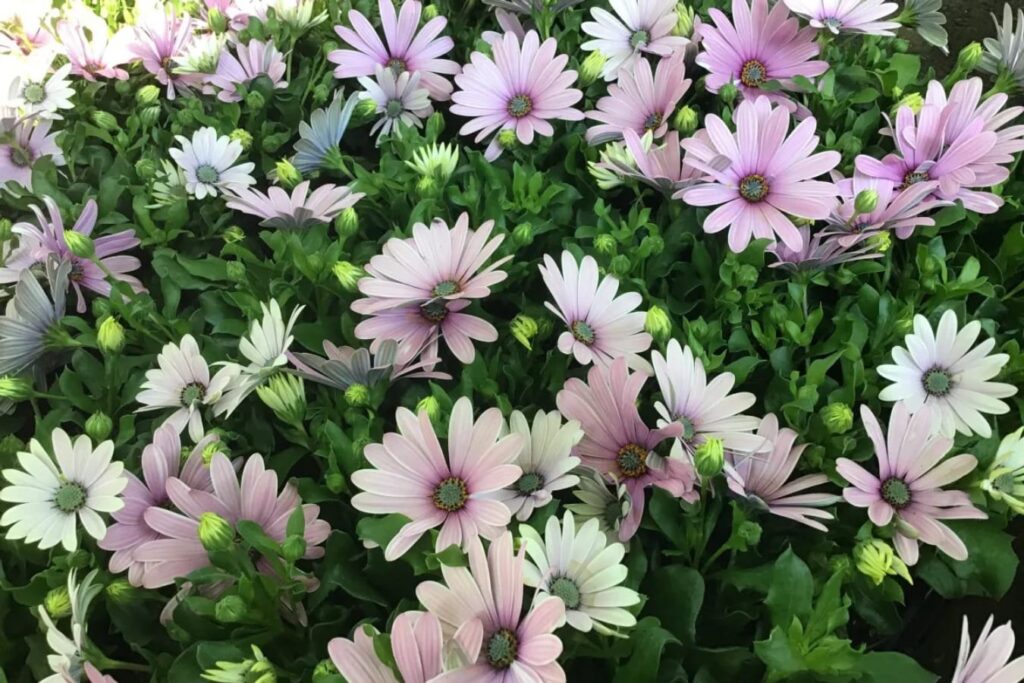 花海种植之南非万寿菊的种植方法-瀚阳绿化