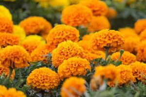 万寿菊的妙用,种植方法,快来一起学习一下-瀚阳绿化