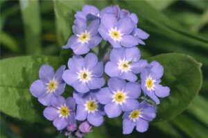 适合4-5月种植的花卉有哪些？-瀚阳绿化