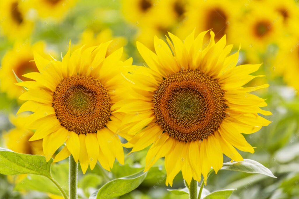 什么花适合四五月播种，到夏秋季就可以赏花-瀚阳绿化