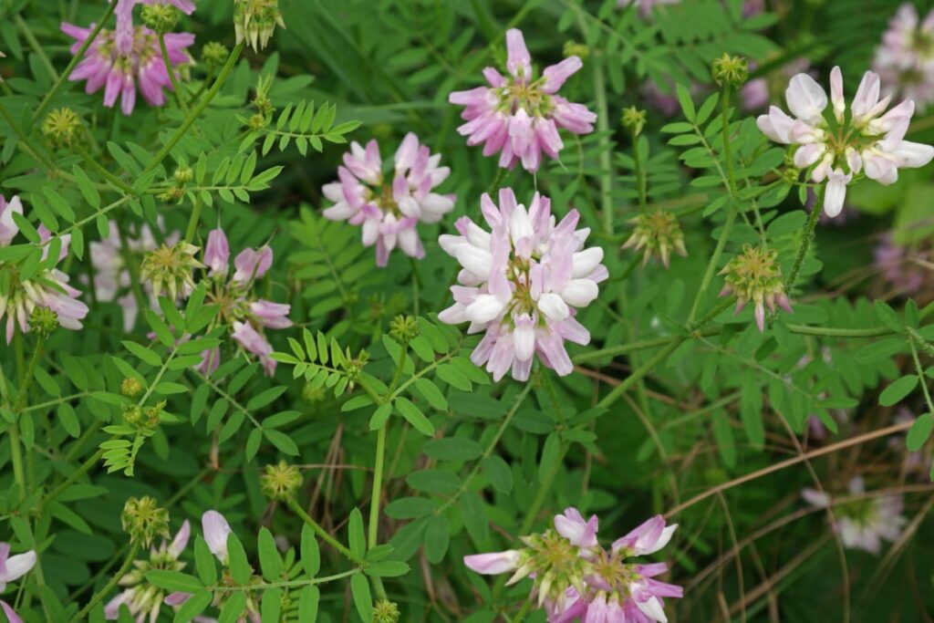 【小灌木种子】园林绿化 荒山复绿 护坡工程中常用的种子繁殖的小灌木-瀚阳绿化