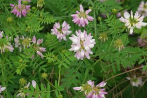 【小灌木种子】园林绿化 荒山复绿 护坡工程中常用的种子繁殖的小灌木-瀚阳绿化