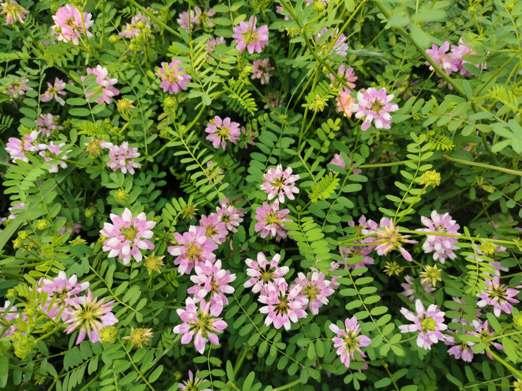 小冠花-瀚阳绿化