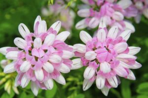 小冠花种子-瀚阳绿化