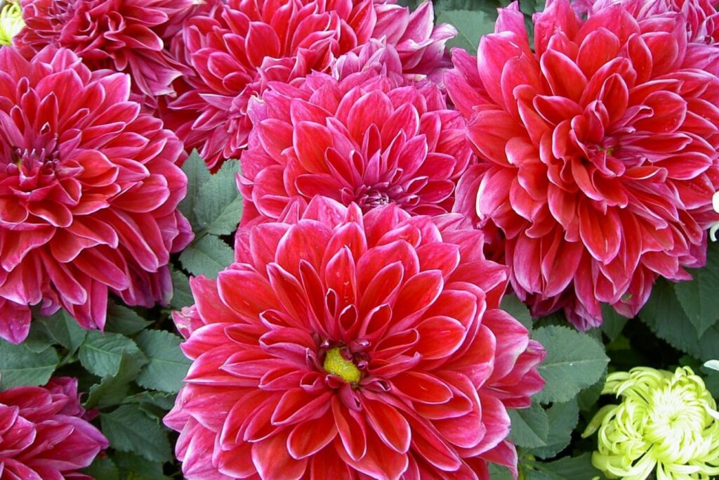 小丽花的种植方法-瀚阳绿化