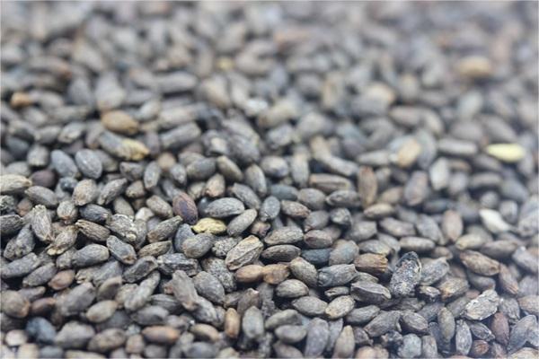 一串红种籽-瀚阳绿化