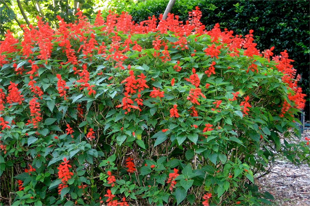 一串红-瀚阳绿化