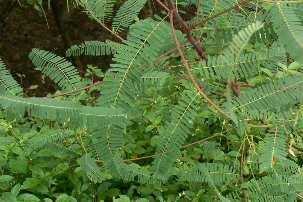 【小灌木种子】园林绿化 荒山复绿 护坡工程中常用的种子繁殖的小灌木-瀚阳绿化